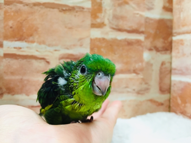 サザナミインコ