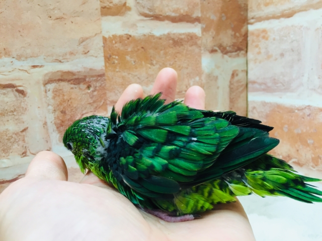 サザナミインコ