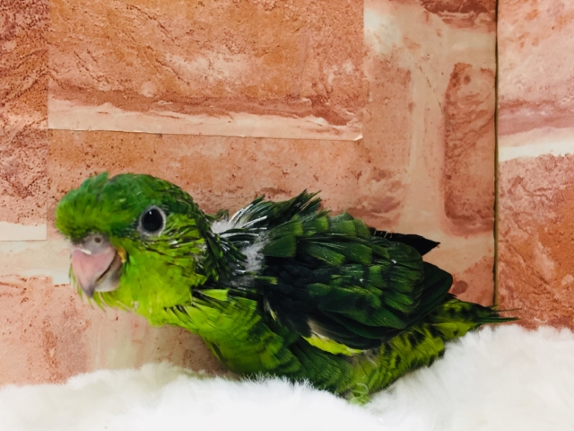 サザナミインコ