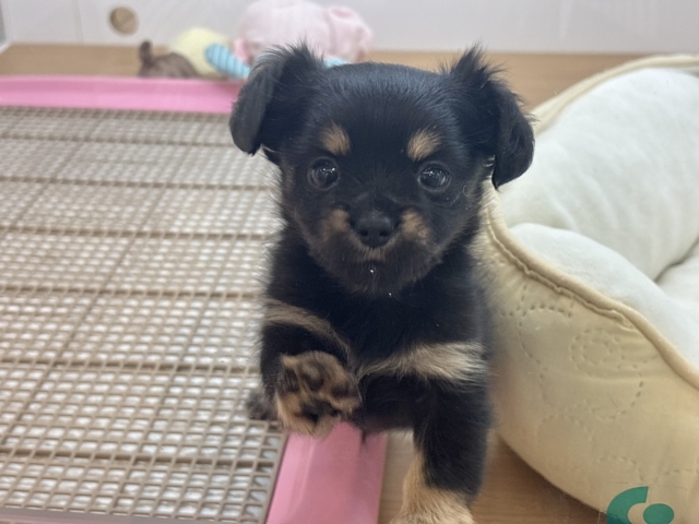 人への愛が止まりません!!チワックスちゃん! チワックス