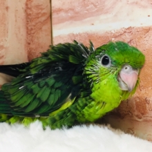 サザナミインコさんがやってきましたよ～💚💚　（ノーマル）