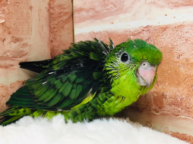 サザナミインコさんがやってきましたよ～💚💚　（ノーマル）