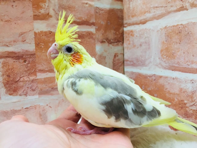 オカメインコ