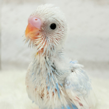 ふんわり🫧綿雲みたいで甘々🐥☁️セキセイインコ(パイド) ヒナ