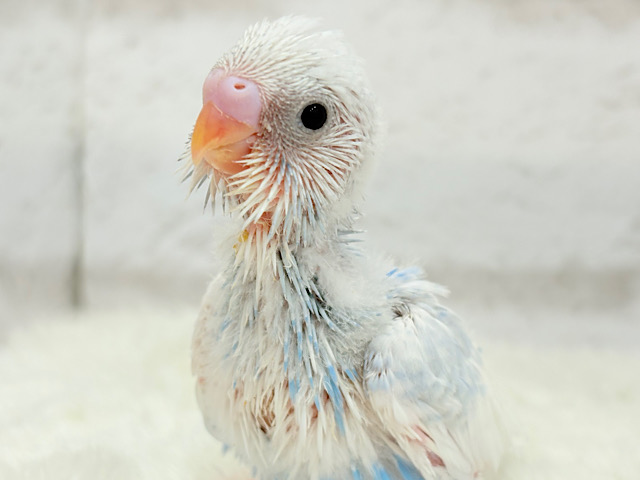 ふんわり🫧綿雲みたいで甘々🐥☁️セキセイインコ(パイド) ヒナ