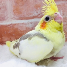 パイドカラーのオカメちゃんがやってきましたよ～💛♥💛♥💛♥　オカメインコ