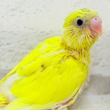 背中の黒ぽっち置いてきちゃった‪☆セキセイインコ(黄色ハルクイン) ヒナ