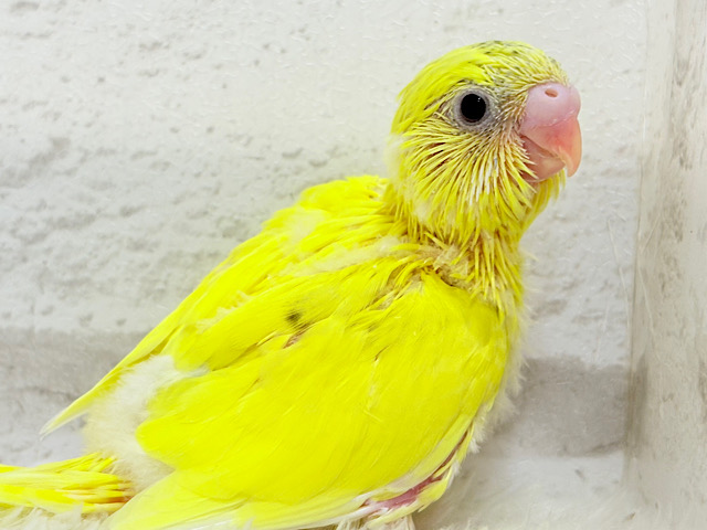背中の黒ぽっち置いてきちゃった‪☆セキセイインコ(黄色ハルクイン) ヒナ