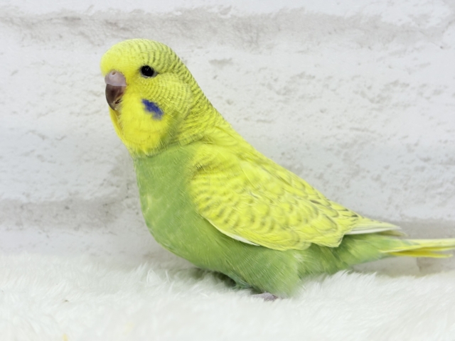 ジャンボセキセイインコ