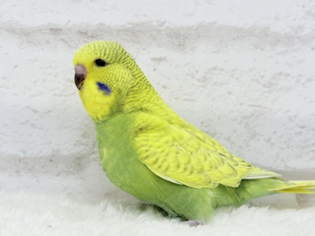 ジャンボセキセイインコ