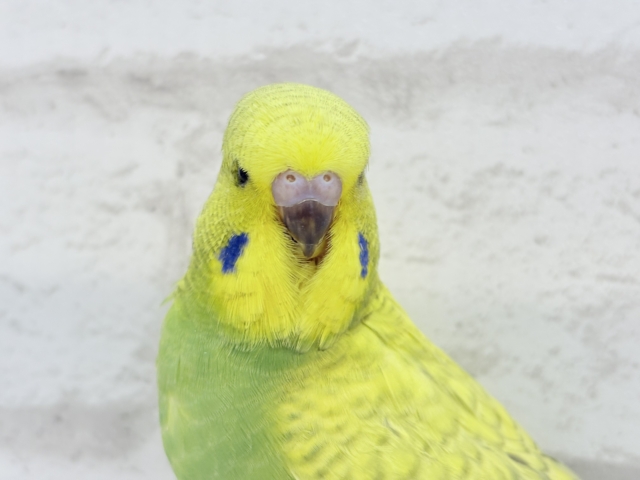 ジャンボセキセイインコ