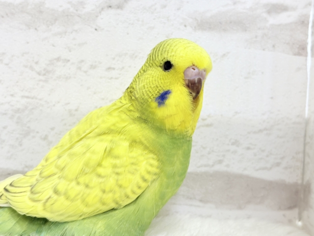 ジャンボセキセイインコ