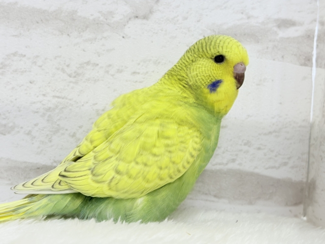 ジャンボセキセイインコ