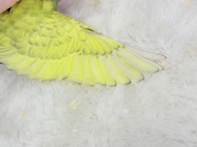 ジャンボセキセイインコ