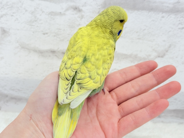 ジャンボセキセイインコ