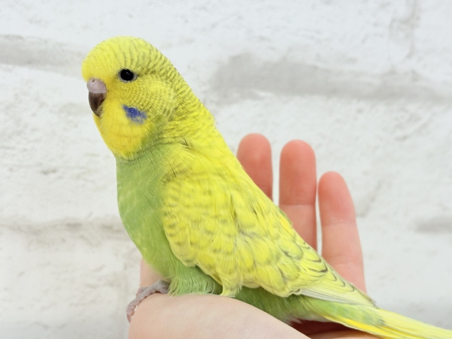 ジャンボセキセイインコ