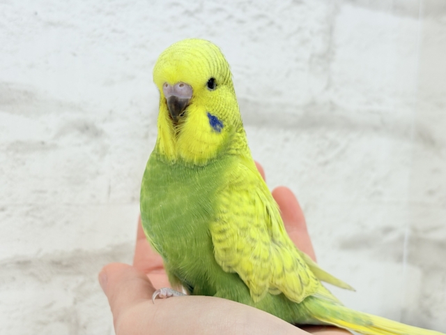 ジャンボセキセイインコ