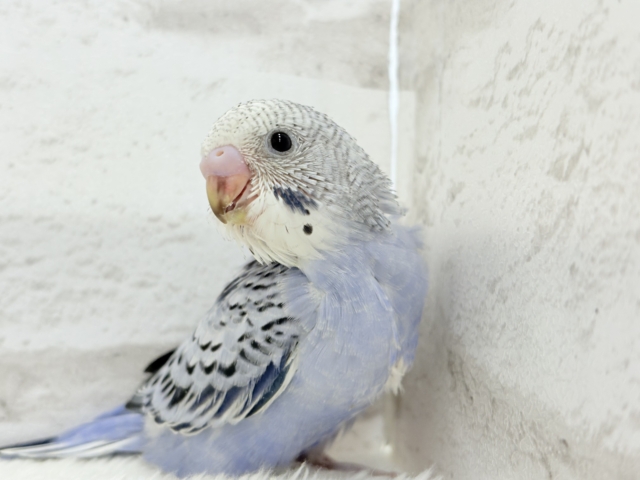 チャームポイントが数え切れない!?💘セキセイインコ(オパーリン) ヒナ セキセイインコ