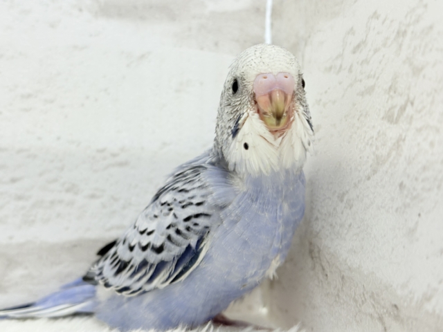 チャームポイントが数え切れない!?💘セキセイインコ(オパーリン) ヒナ セキセイインコ