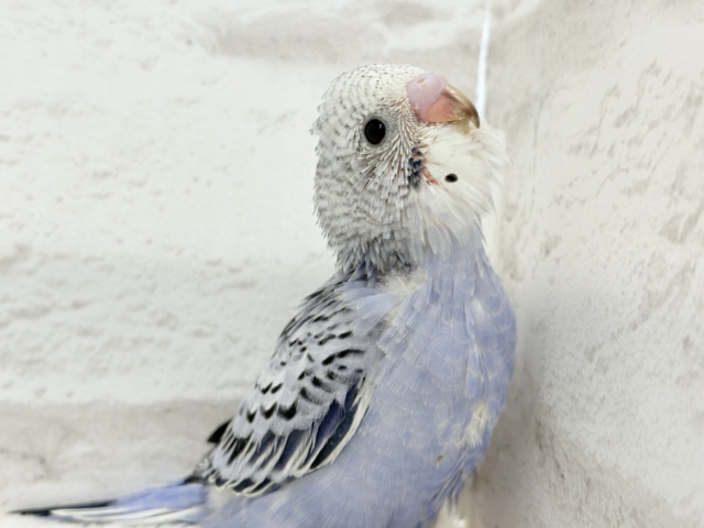 チャームポイントが数え切れない!?💘セキセイインコ(オパーリン) ヒナ セキセイインコ