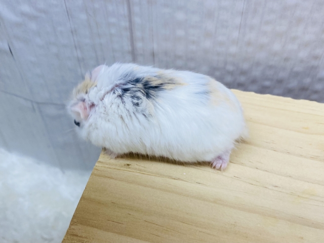 ロボロフスキーハムスター