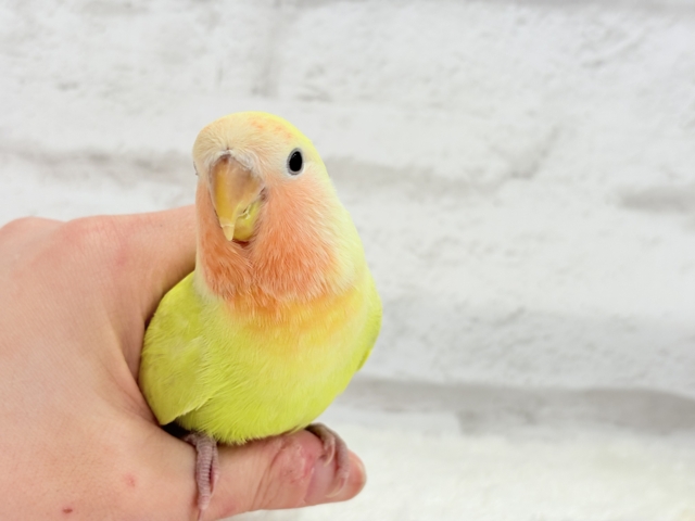 【最新画像更新🪄】もぎたて🍋トロピカルフルーツ🐣🍹コザクラインコ(ゴールデンチェリー) ヒナ コザクラインコ(小桜インコ)