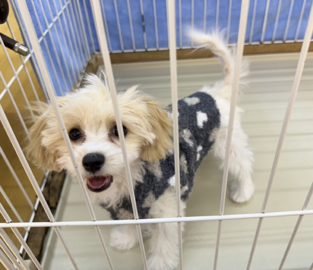 キャバビション