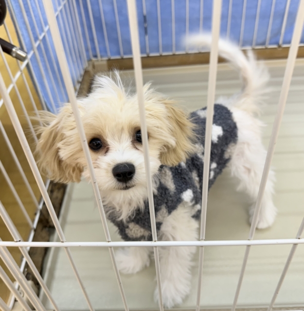 キャバビション