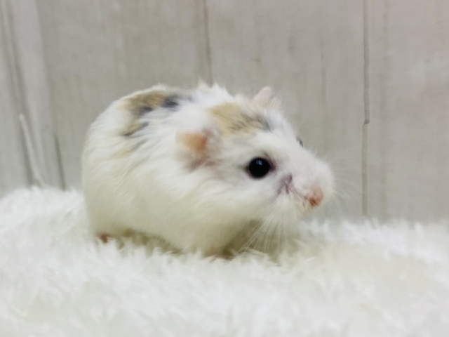 ロボロフスキーハムスター