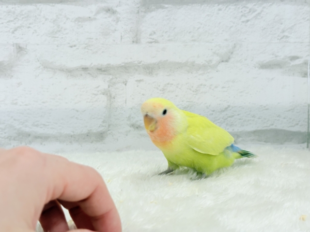 コザクラインコ（小桜インコ）