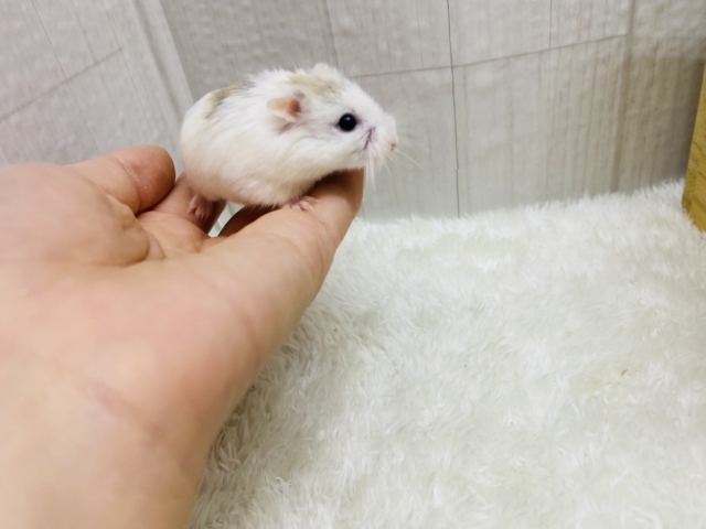 ロボロフスキーハムスター