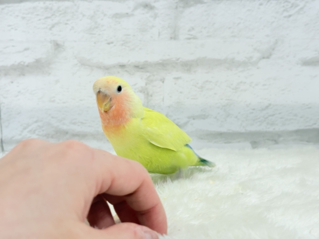 コザクラインコ（小桜インコ）