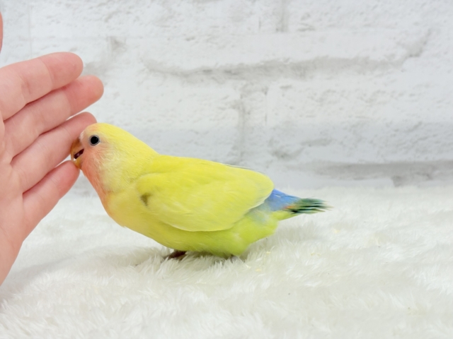 【最新画像更新🪄】もぎたて🍋トロピカルフルーツ🐣🍹コザクラインコ(ゴールデンチェリー) ヒナ コザクラインコ(小桜インコ)