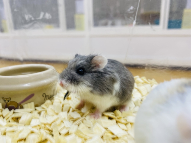 ロボロフスキーハムスター