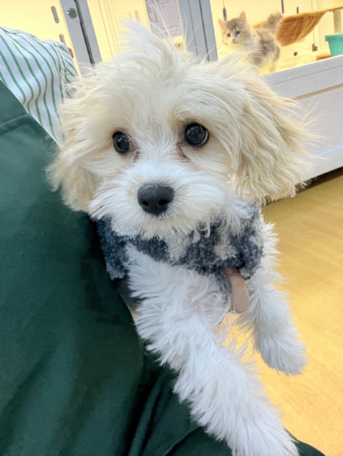 キャバビション