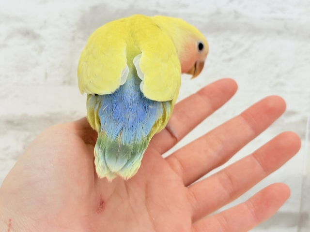 【最新画像更新🪄】もぎたて🍋トロピカルフルーツ🐣🍹コザクラインコ(ゴールデンチェリー) ヒナ コザクラインコ(小桜インコ)