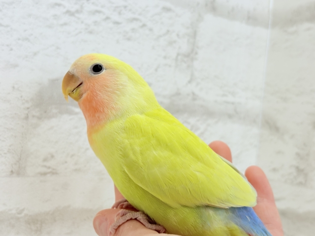 コザクラインコ（小桜インコ）
