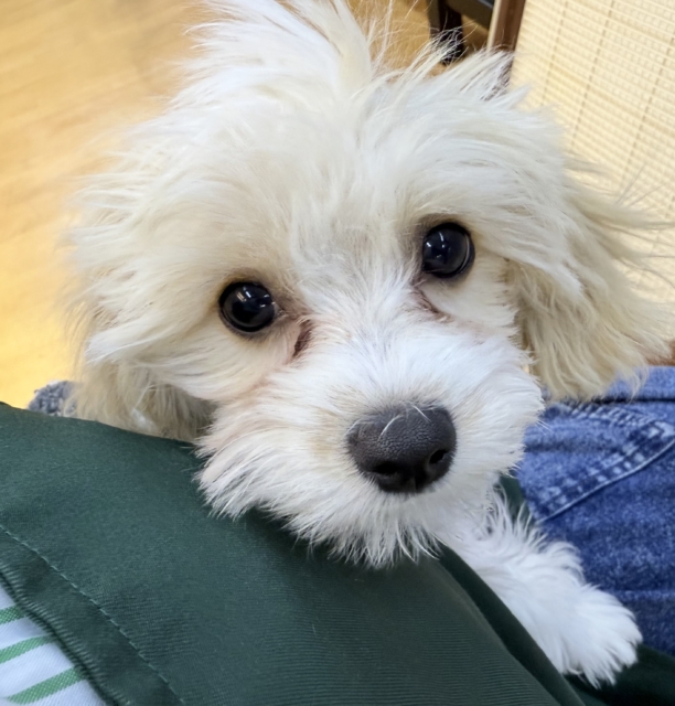 キャバビション