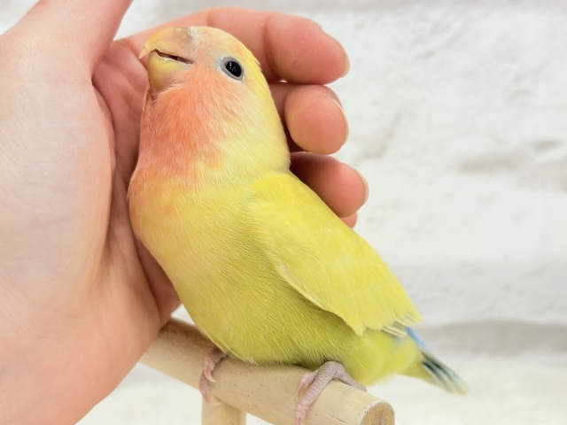 【最新画像更新🪄】もぎたて🍋トロピカルフルーツ🐣🍹コザクラインコ(ゴールデンチェリー) ヒナ コザクラインコ(小桜インコ)