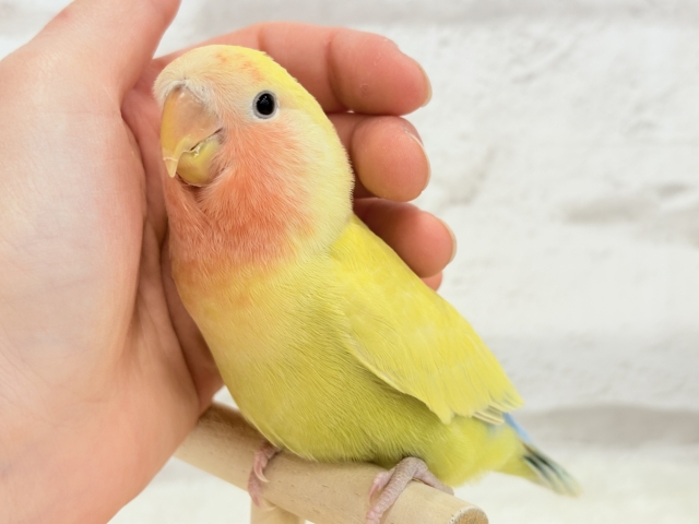 コザクラインコ（小桜インコ）