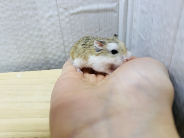 ロボロフスキーハムスター