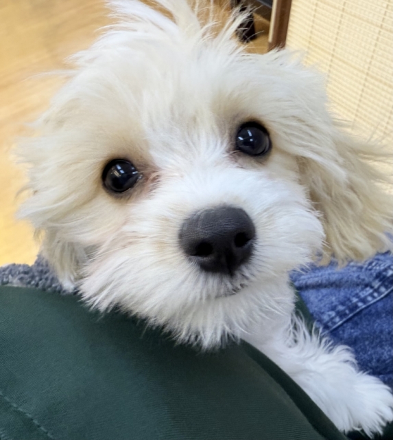 最新📷めちゃカワなキャバビションくん キャバビション