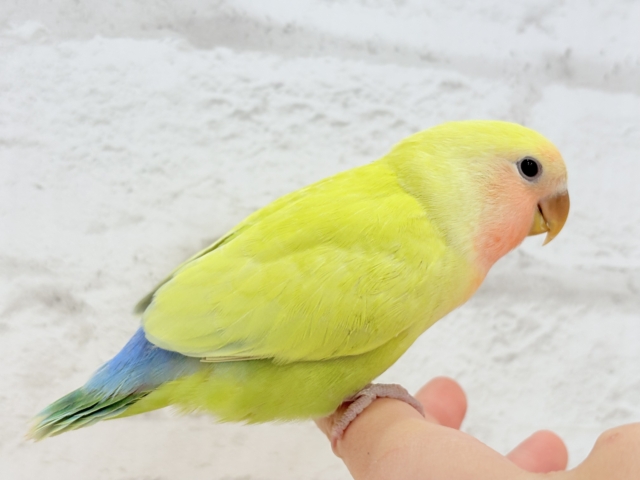 コザクラインコ（小桜インコ）