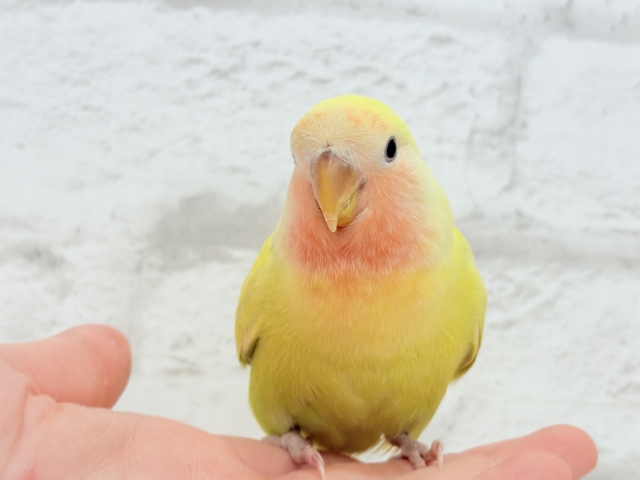 コザクラインコ（小桜インコ）