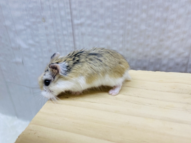 ロボロフスキーハムスター