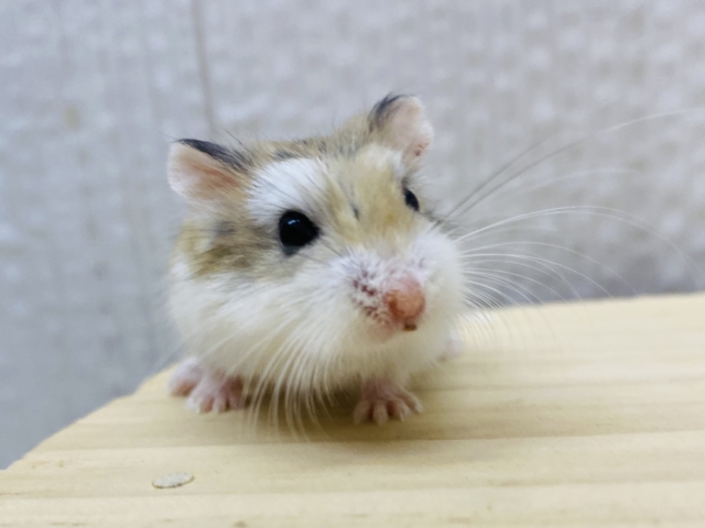 ロボロフスキーハムスター
