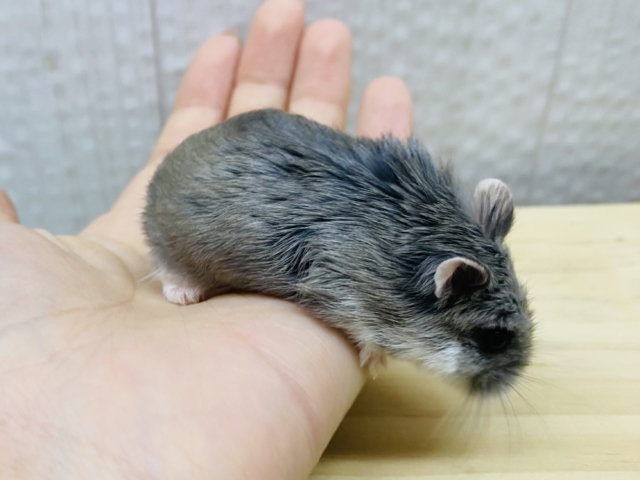 ロボロフスキーハムスター