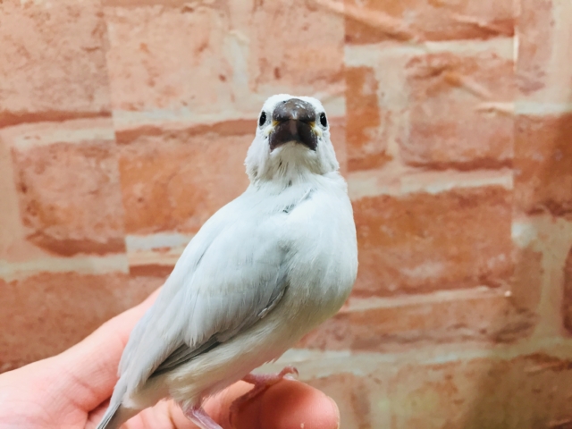 シルバー文鳥