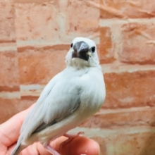 輝く銀色が魅力的🌟🌟🌟　シルバー文鳥