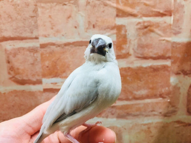 輝く銀色が魅力的🌟🌟🌟　シルバー文鳥